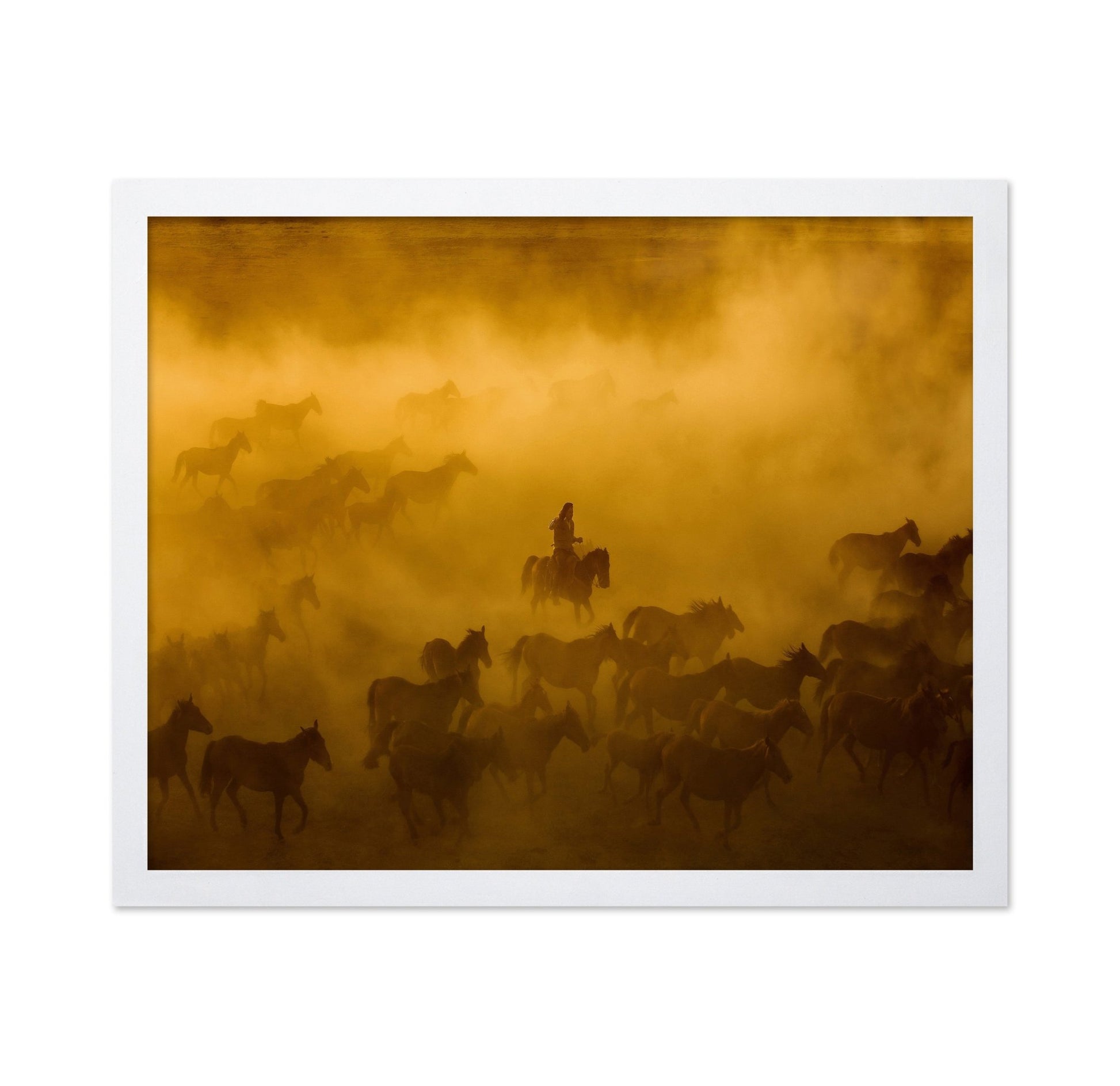 Wild Horses Dust Run