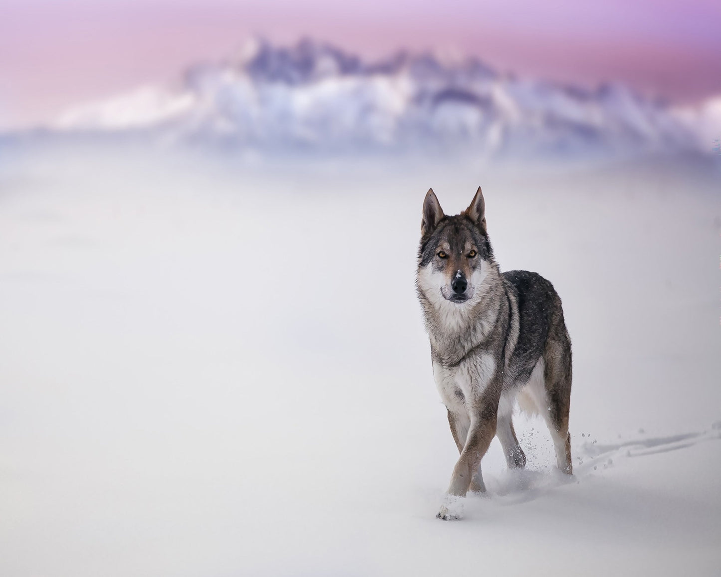 Snow Wolf Walk