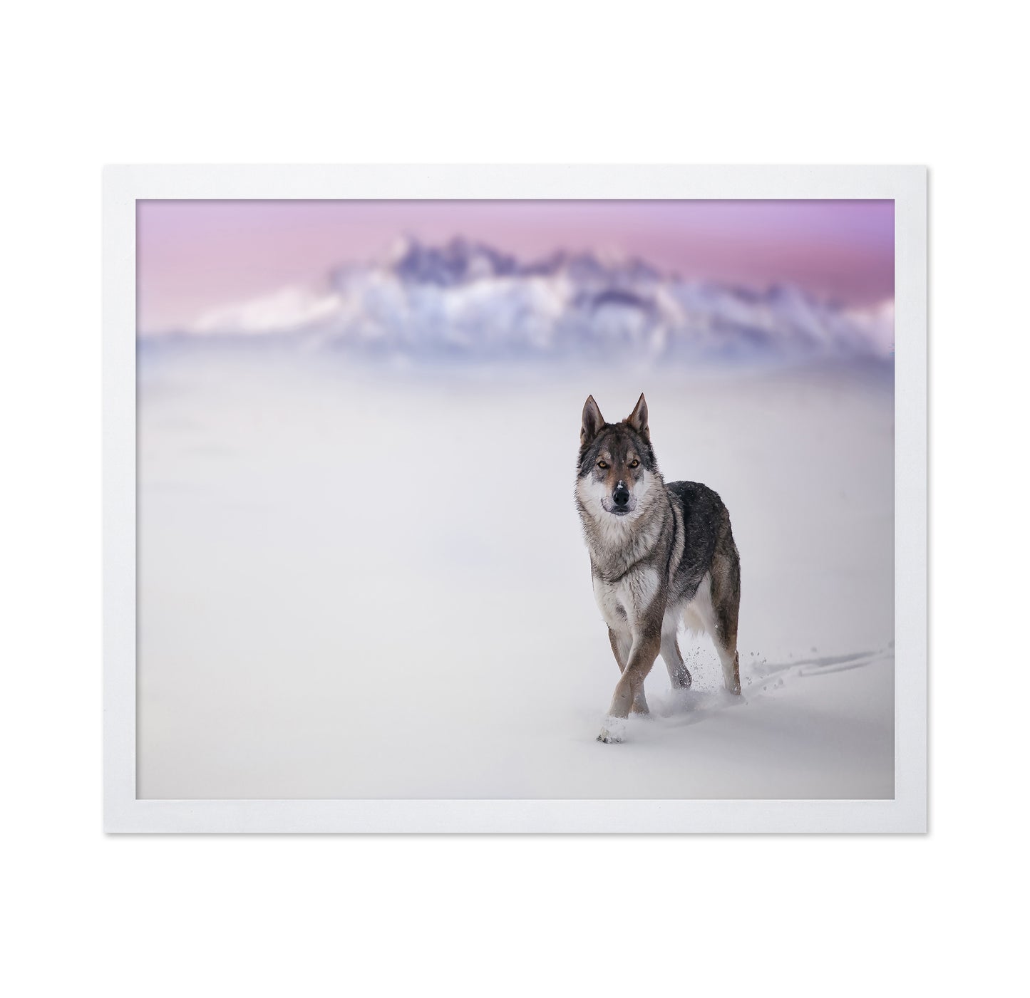 Snow Wolf Walk