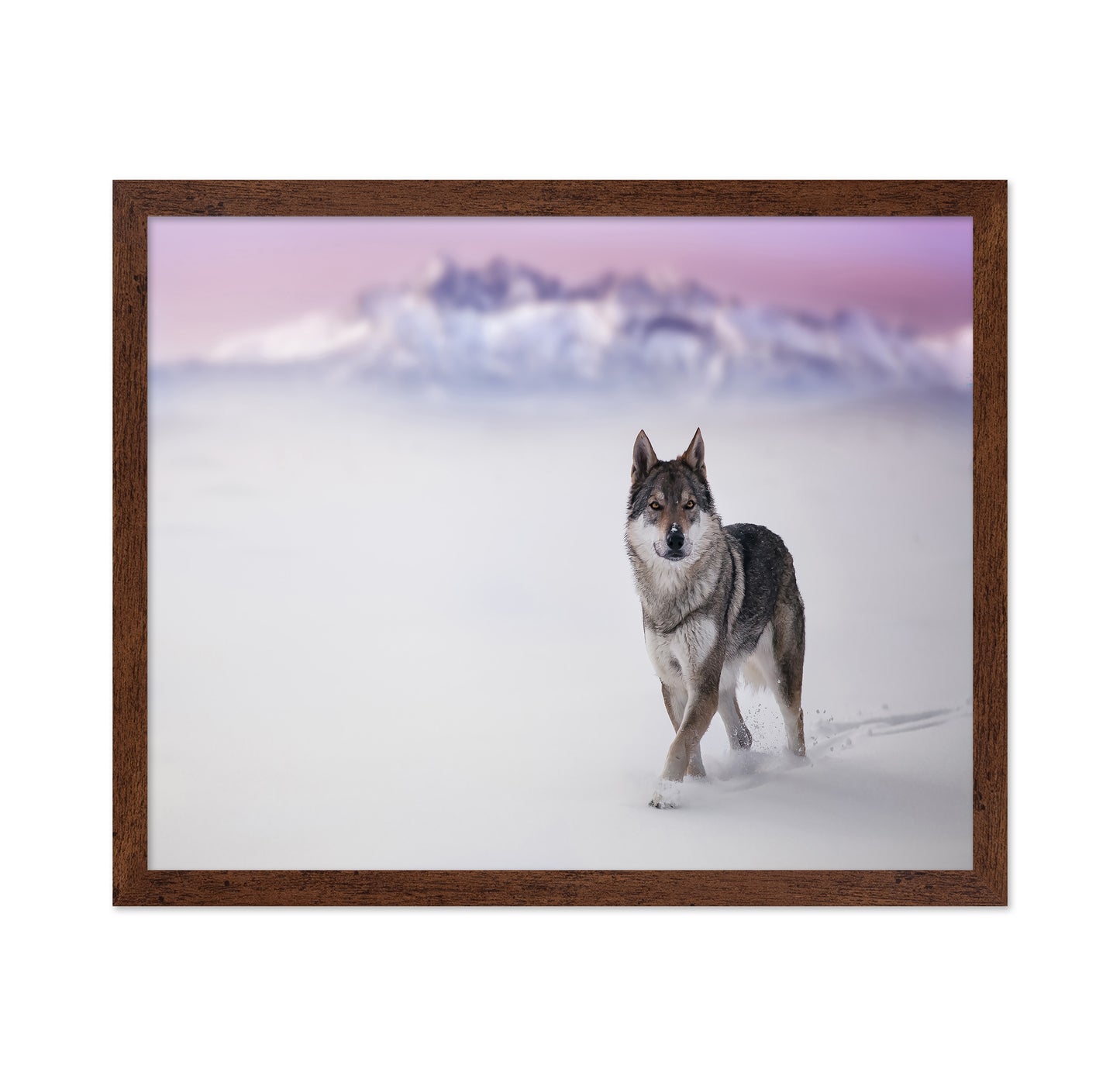 Snow Wolf Walk