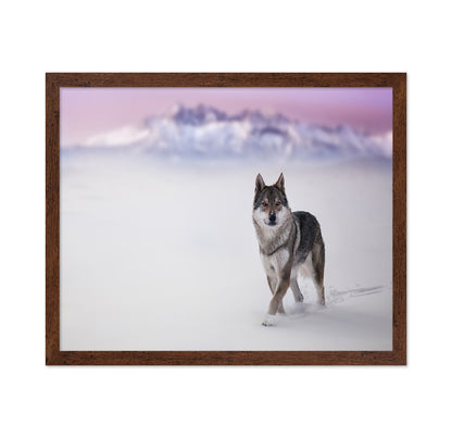 Snow Wolf Walk