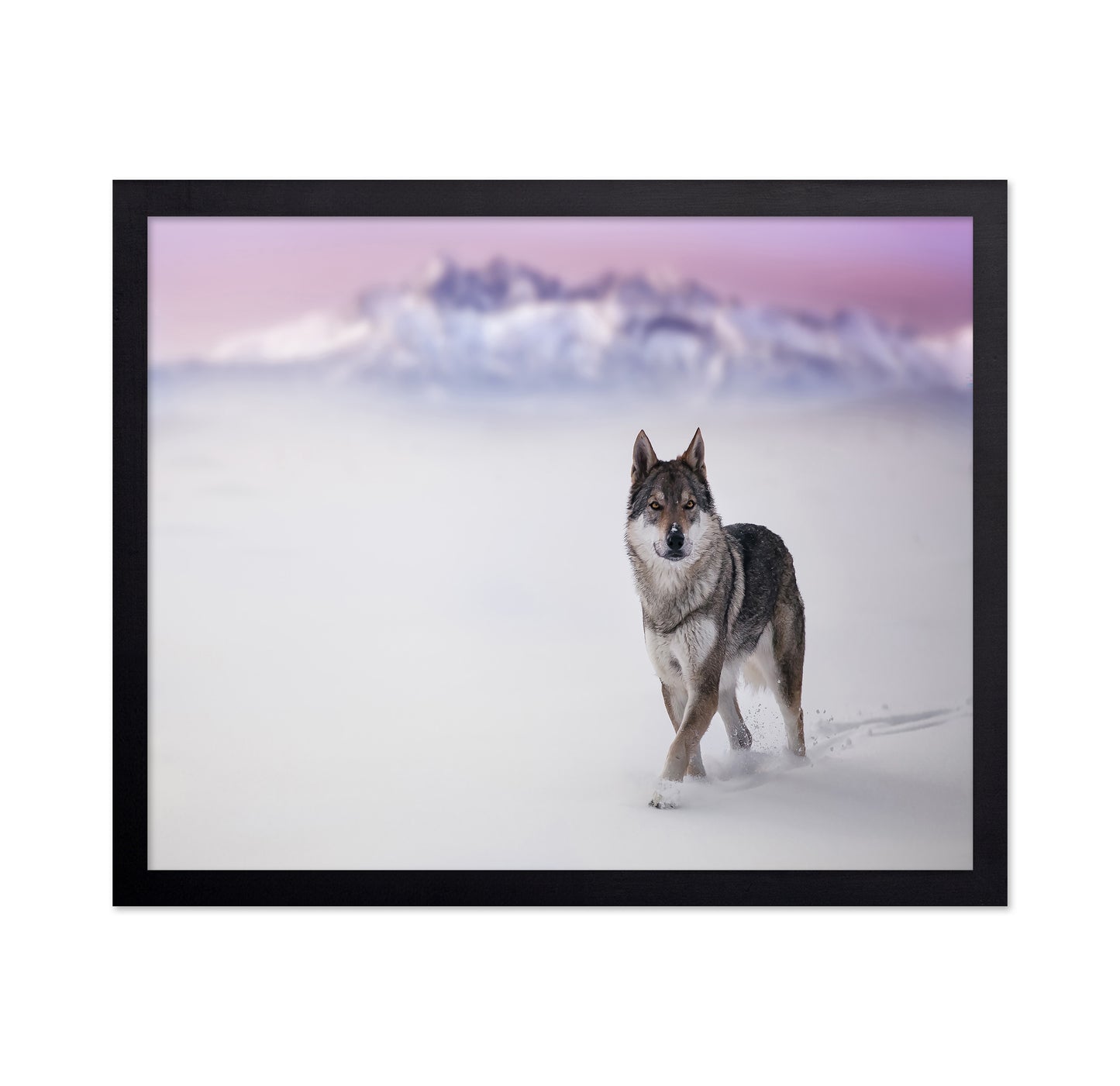 Snow Wolf Walk