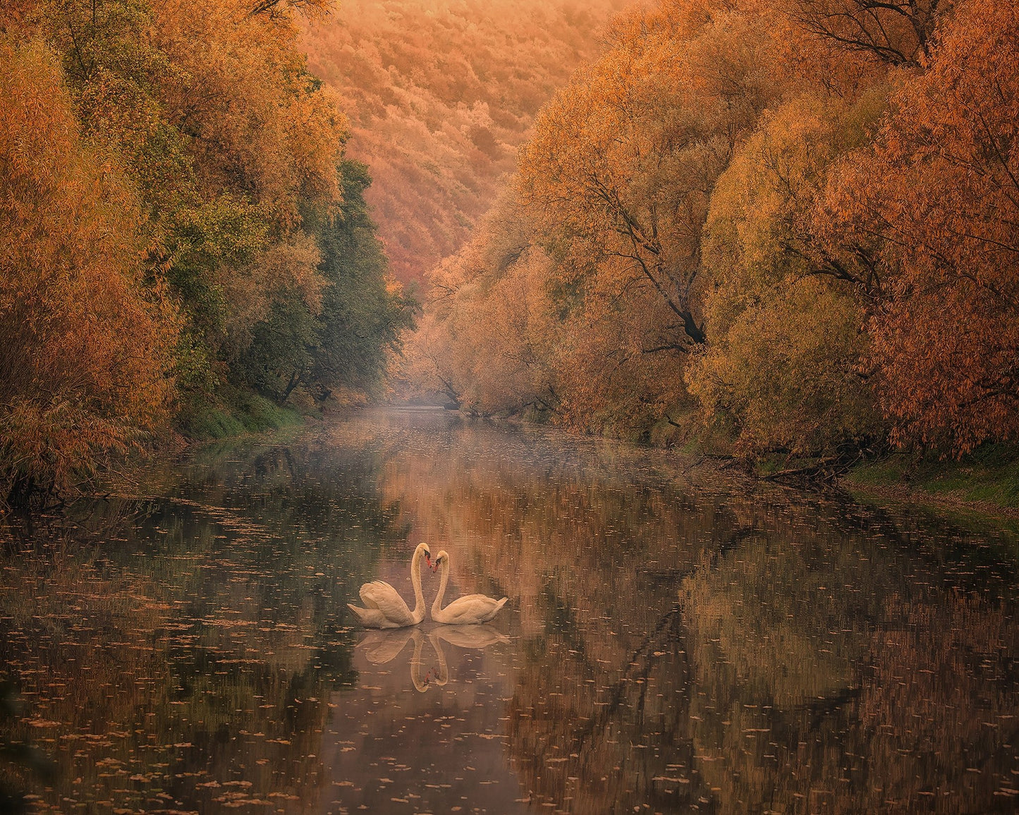 Autumn Swan Harmony