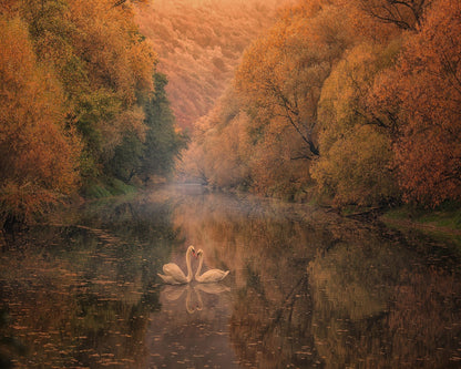 Autumn Swan Harmony