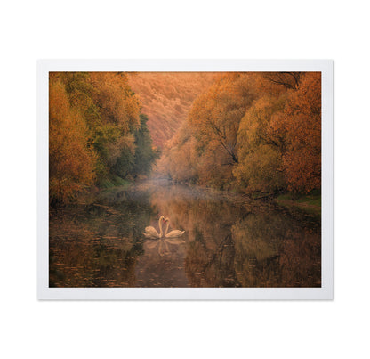 Autumn Swan Harmony
