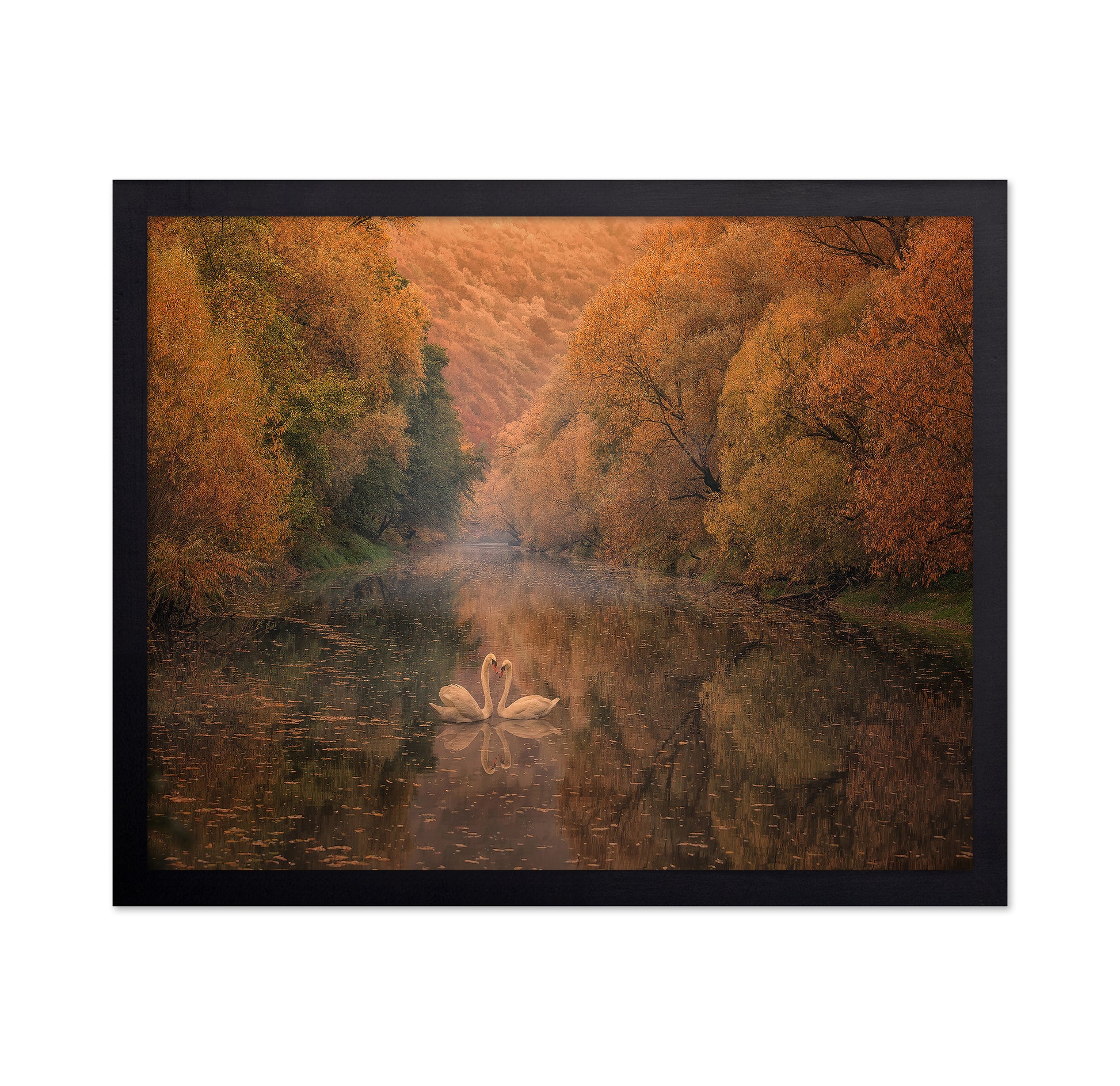 Autumn Swan Harmony