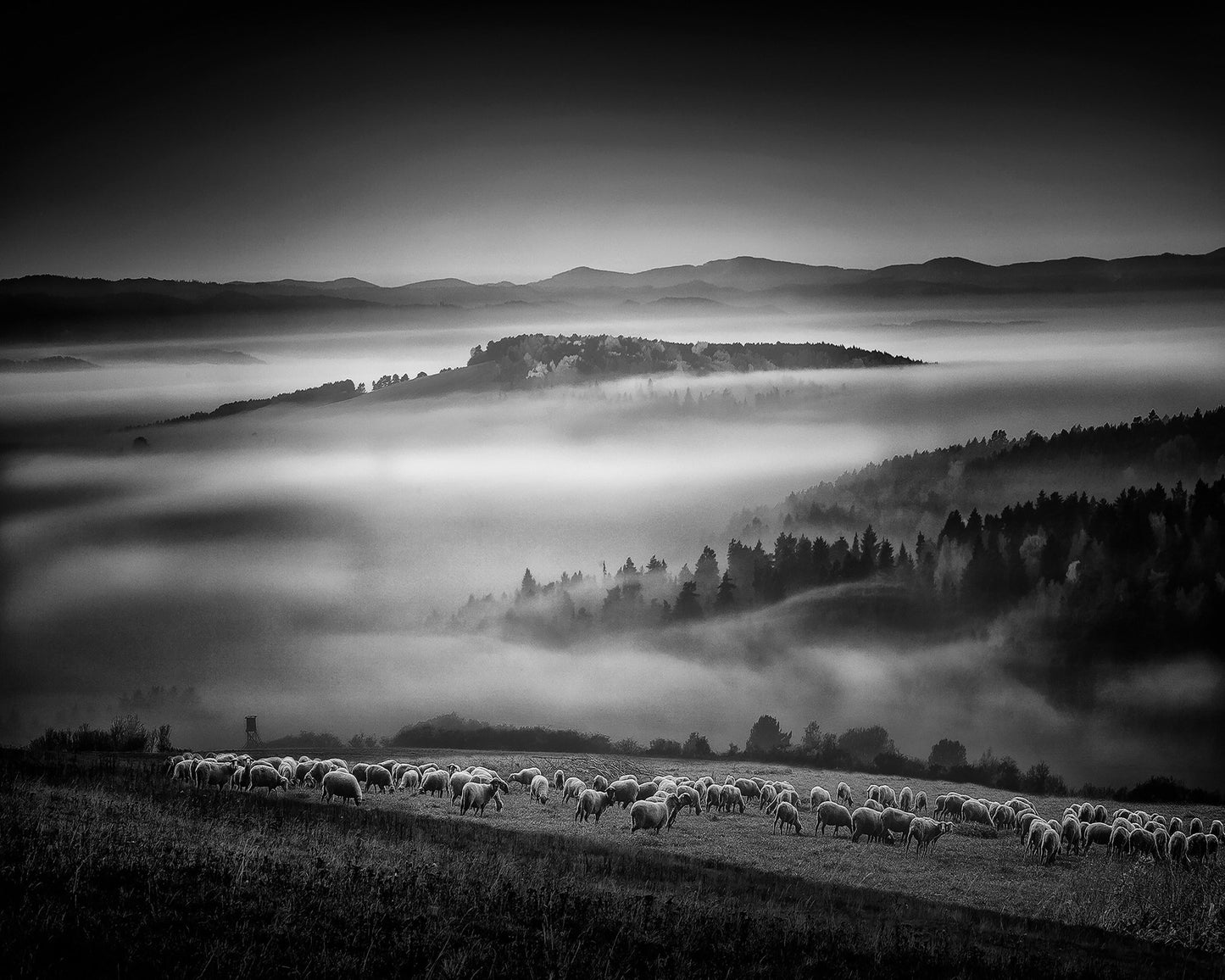 Foggy Hills Flock