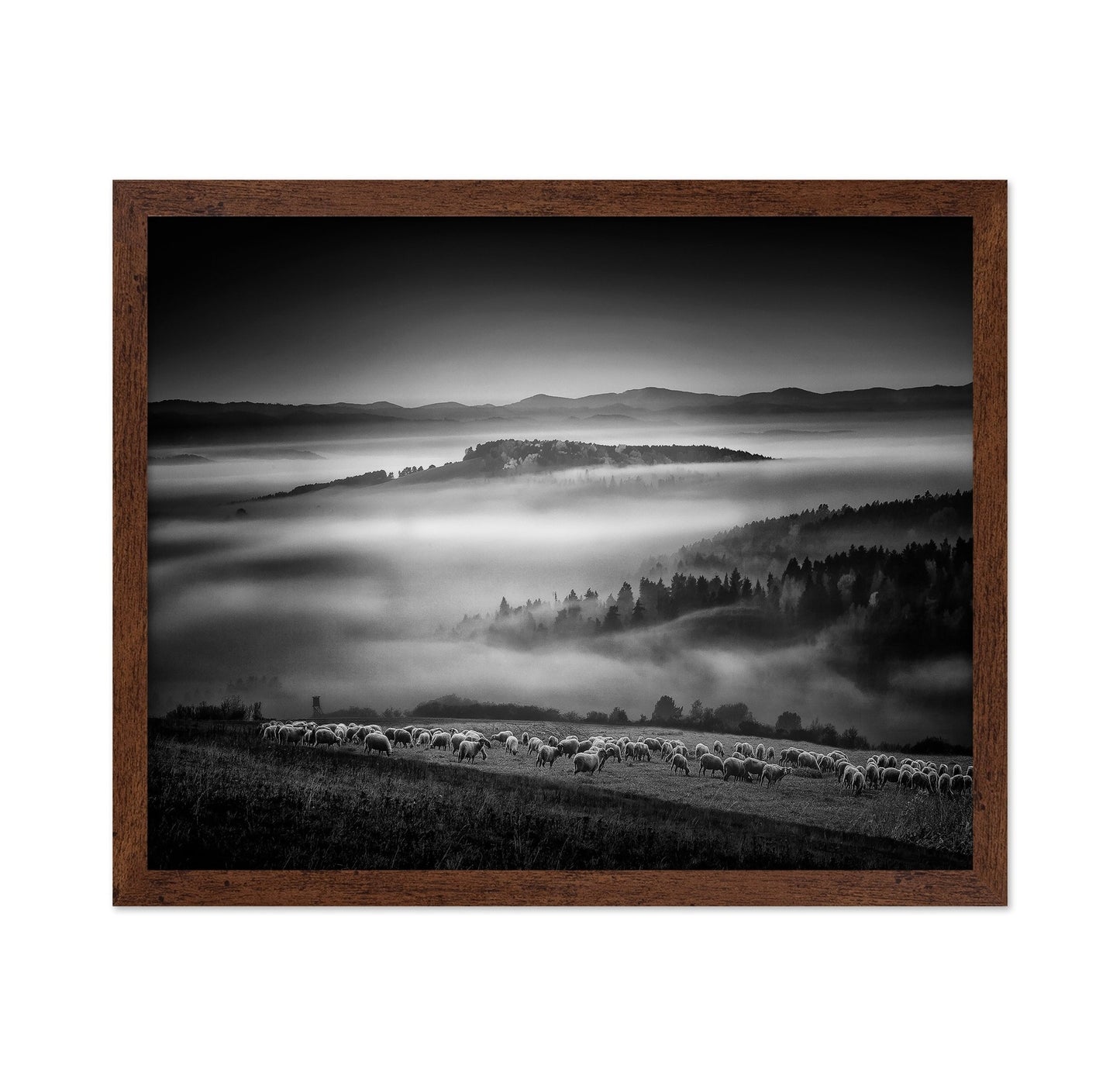 Foggy Hills Flock