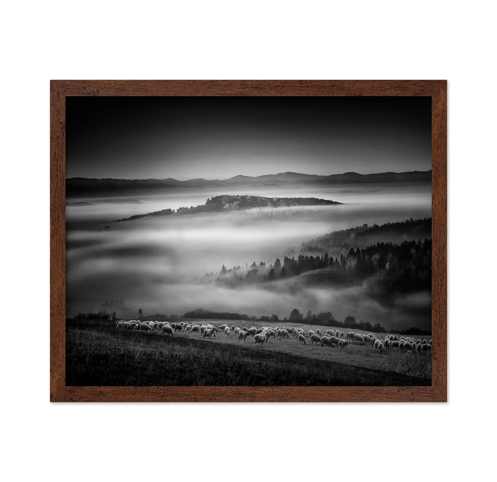 Foggy Hills Flock