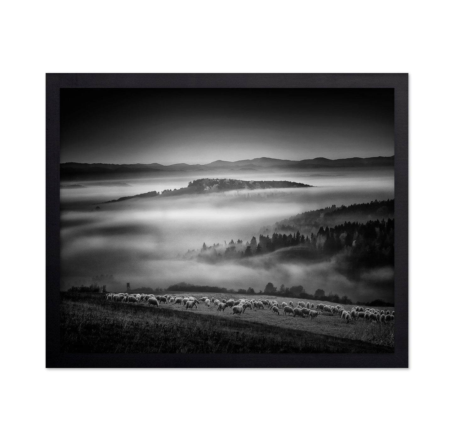 Foggy Hills Flock