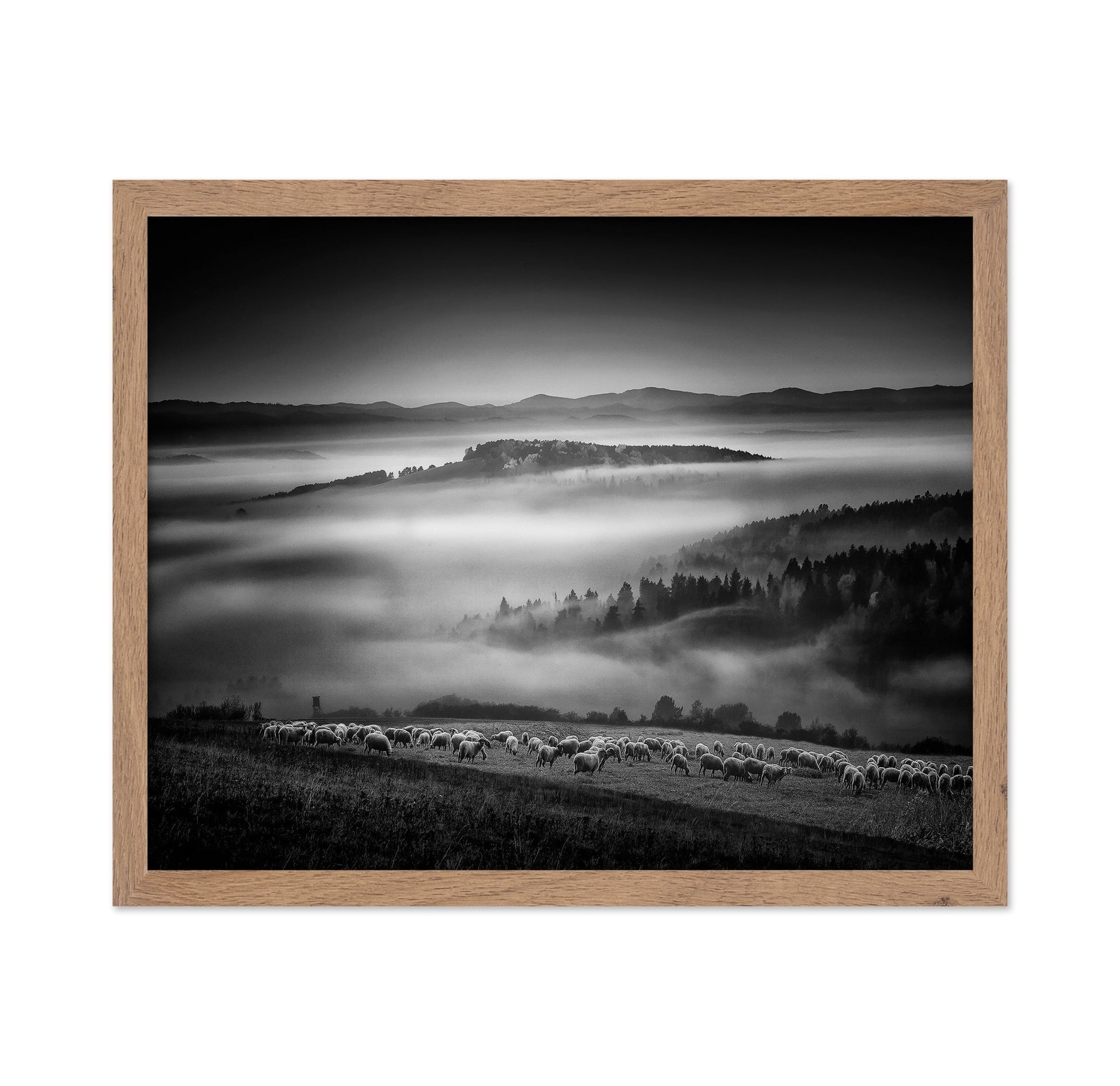Foggy Hills Flock