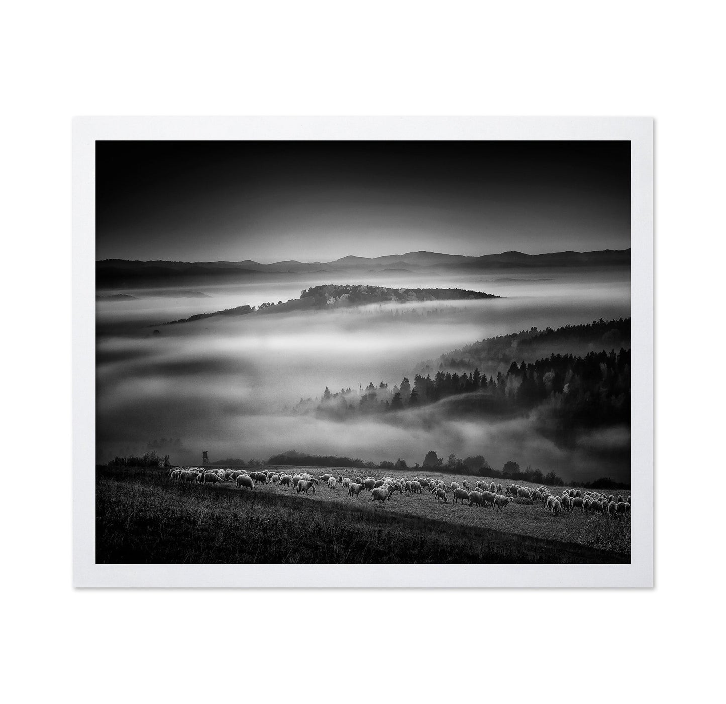 Foggy Hills Flock