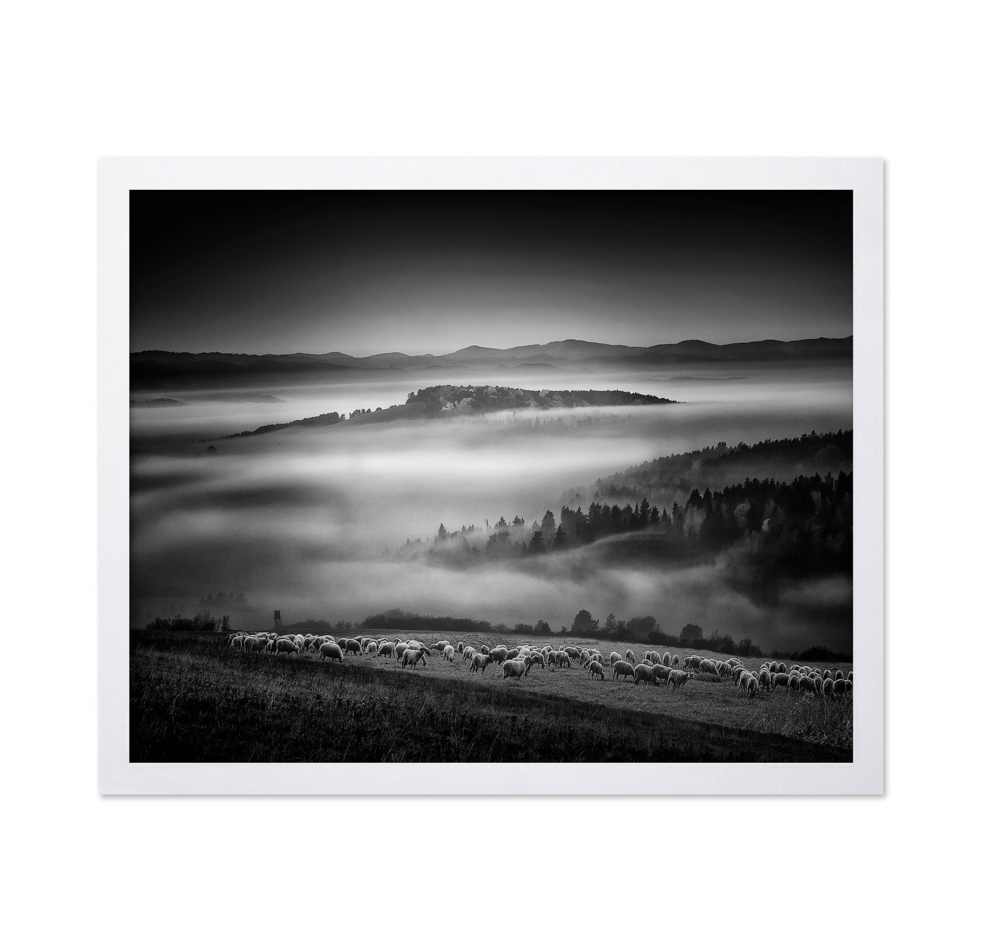 Foggy Hills Flock