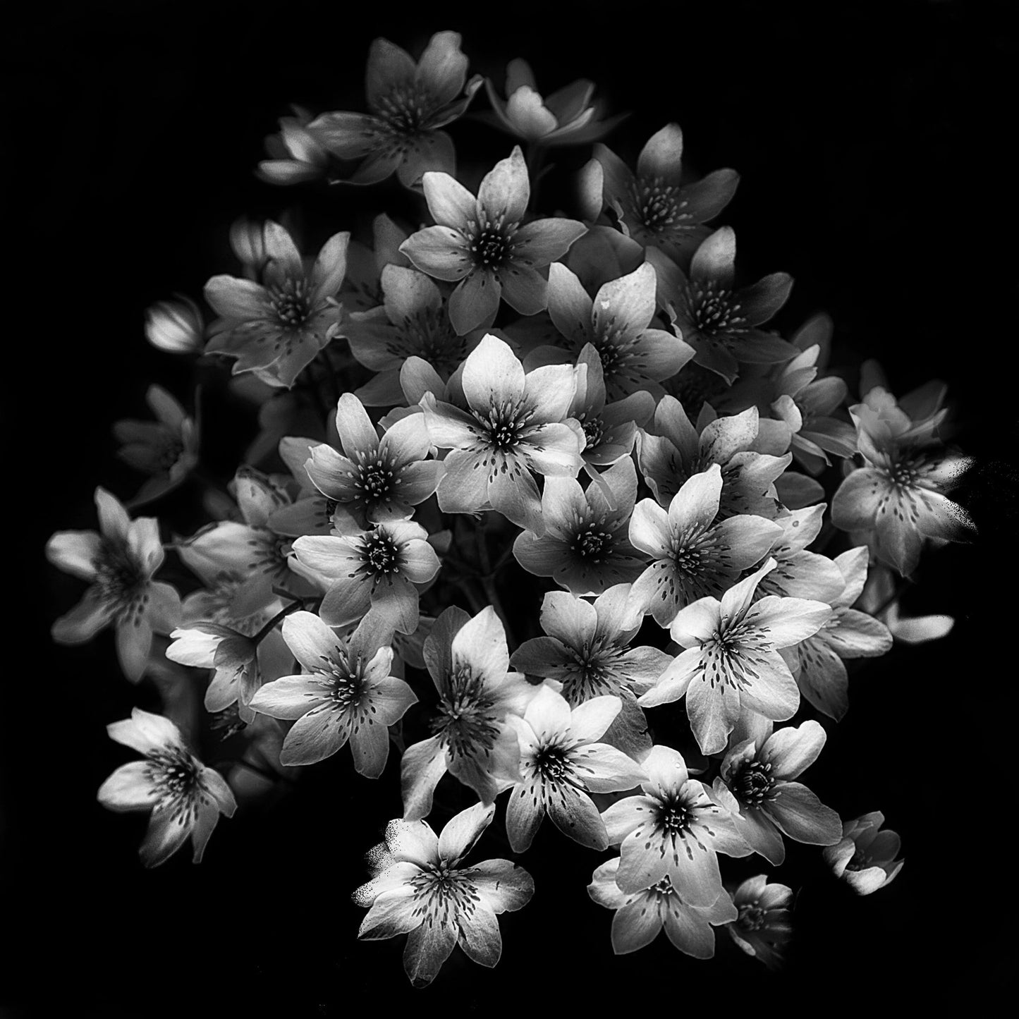 Monochrome Blossoms