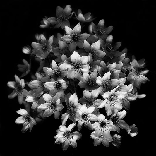 Monochrome Blossoms