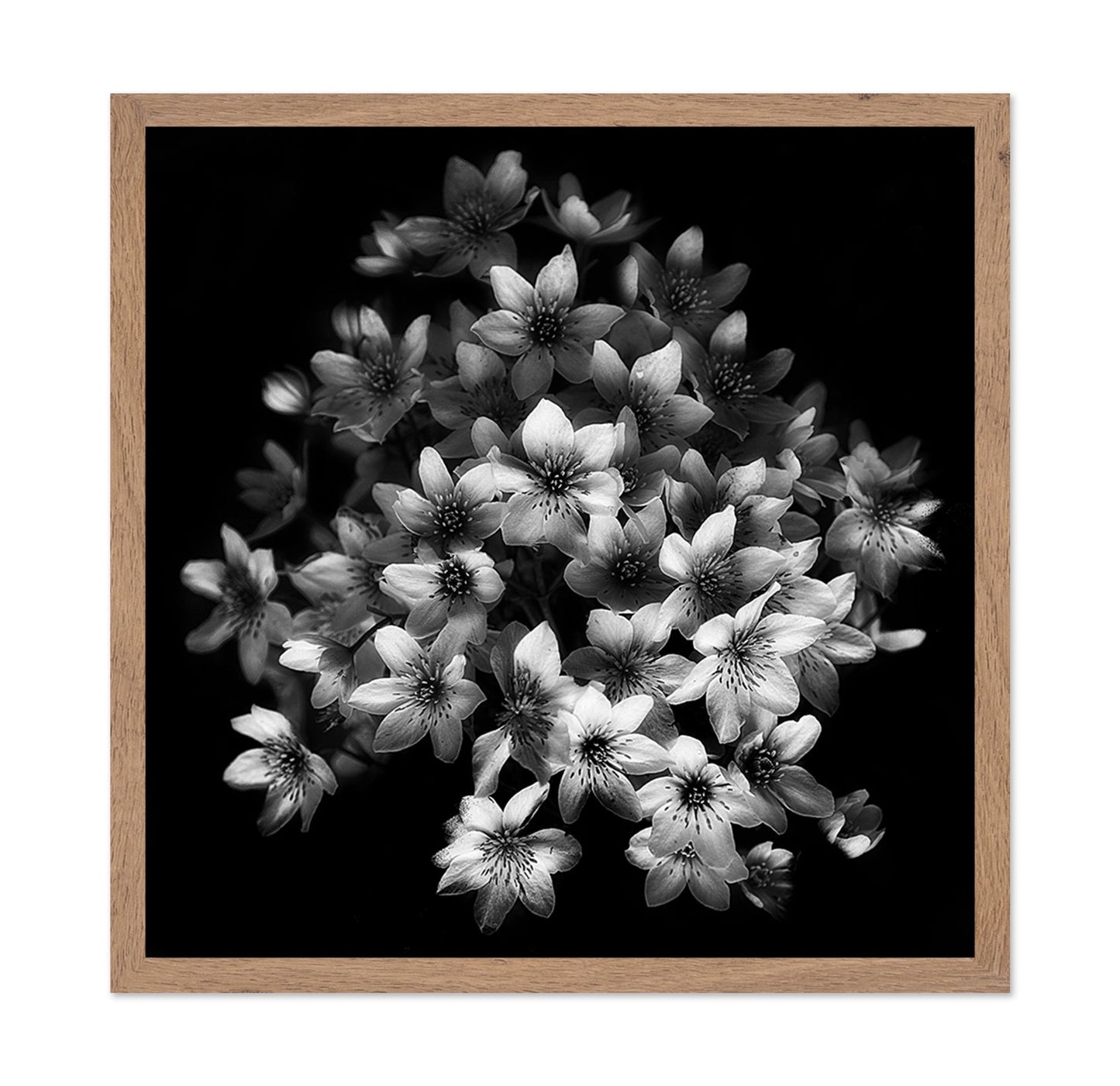 Monochrome Blossoms