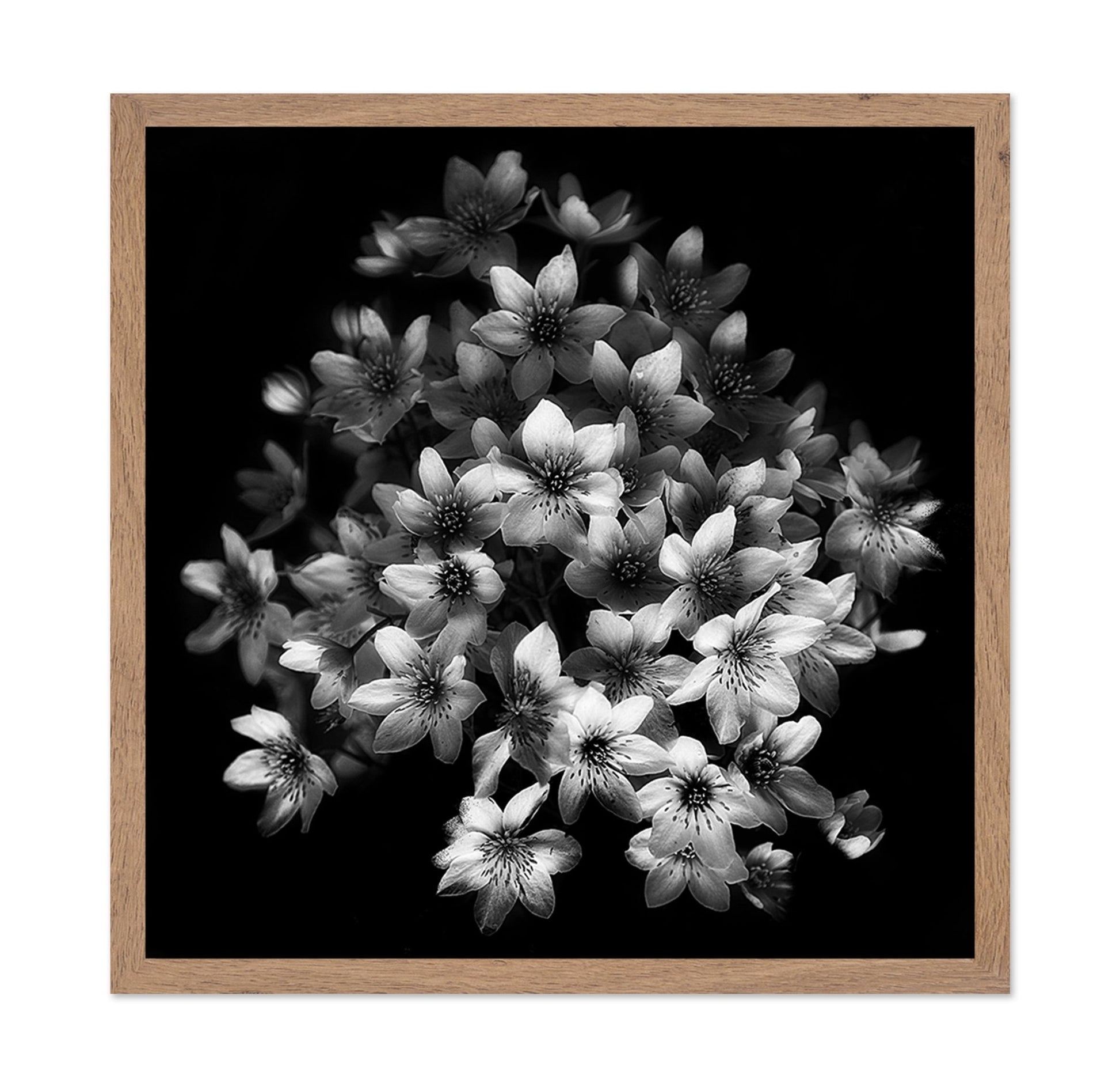 Monochrome Blossoms