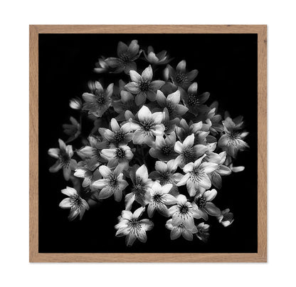 Monochrome Blossoms