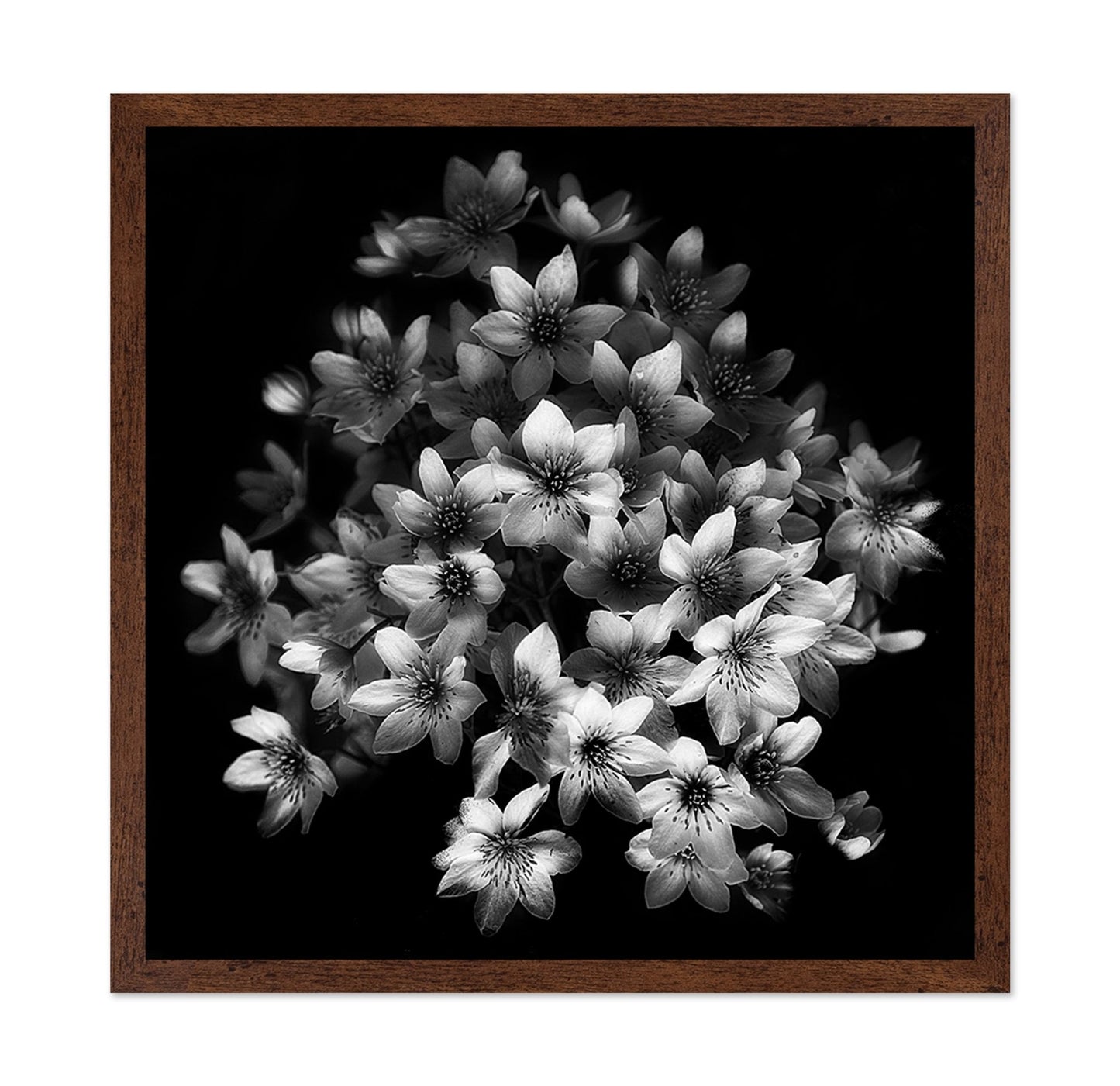 Monochrome Blossoms