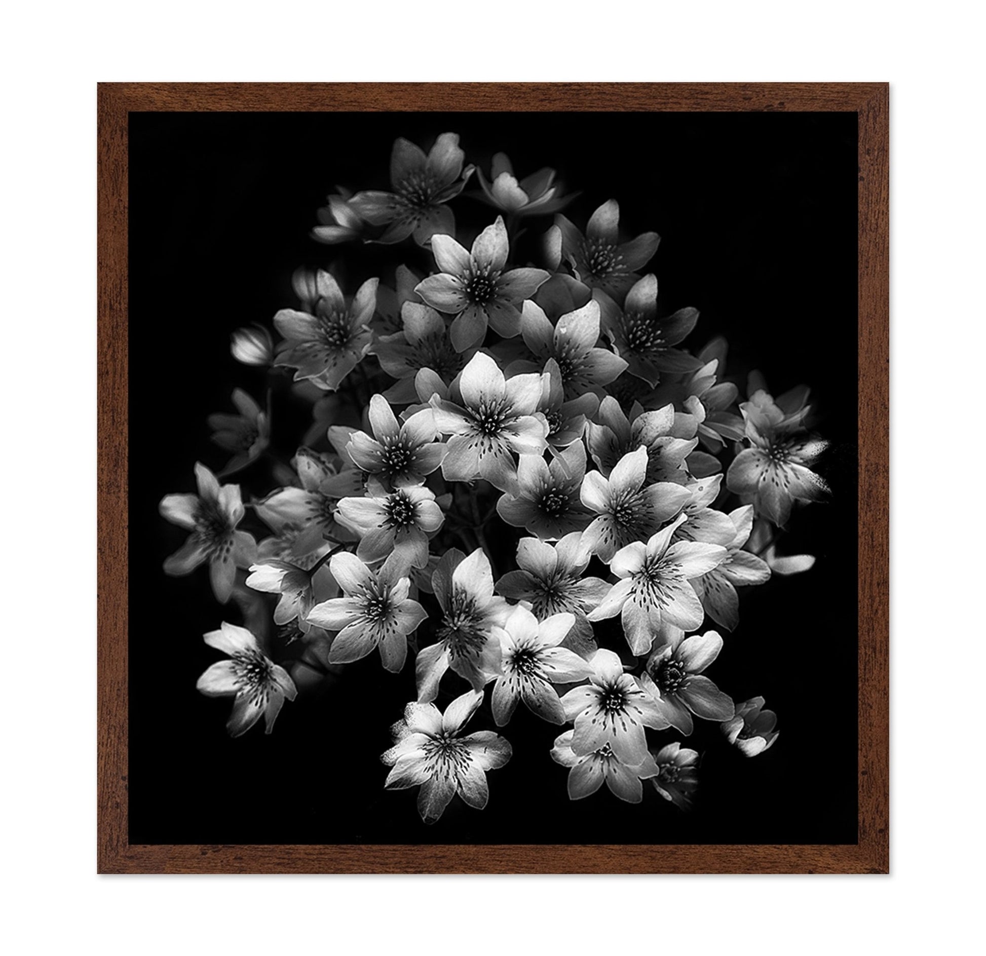 Monochrome Blossoms