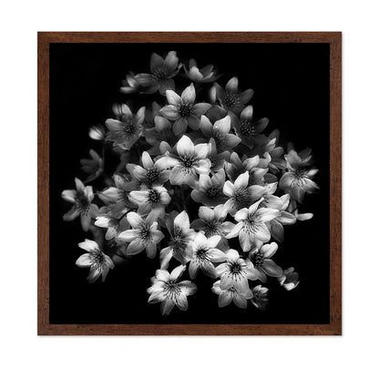 Monochrome Blossoms