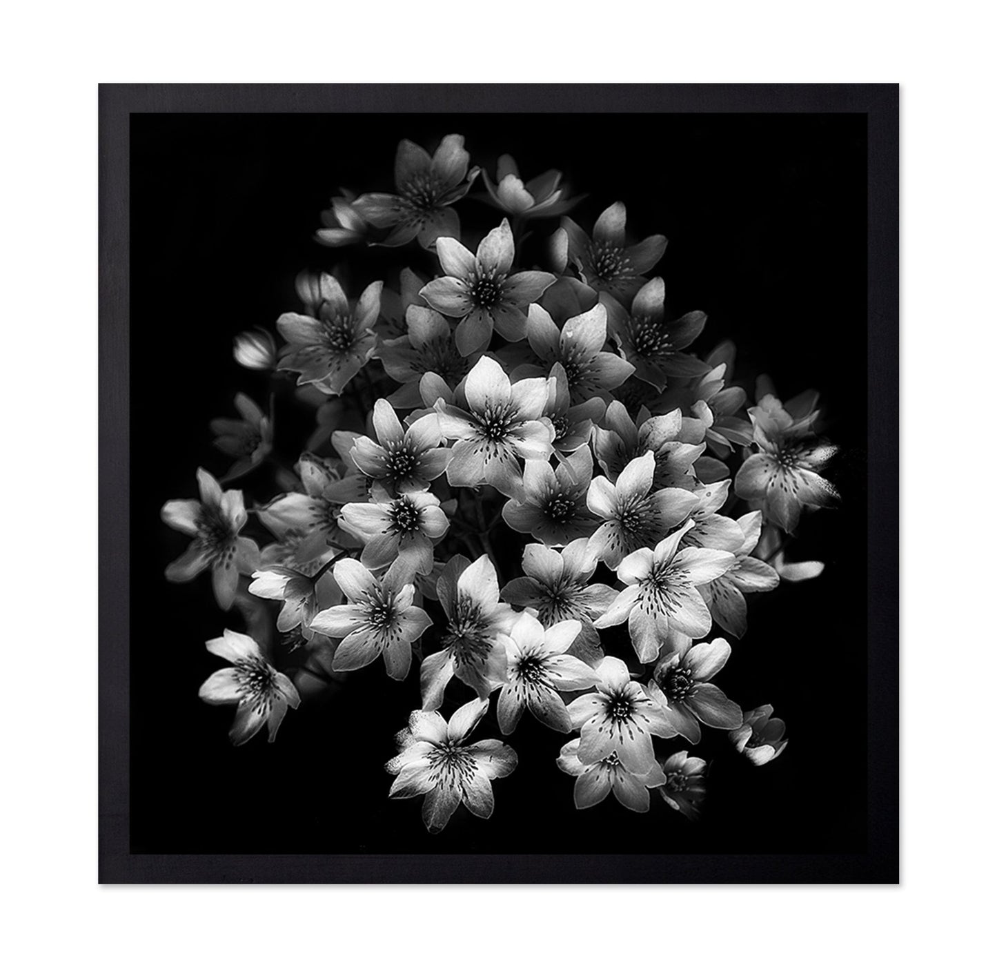 Monochrome Blossoms