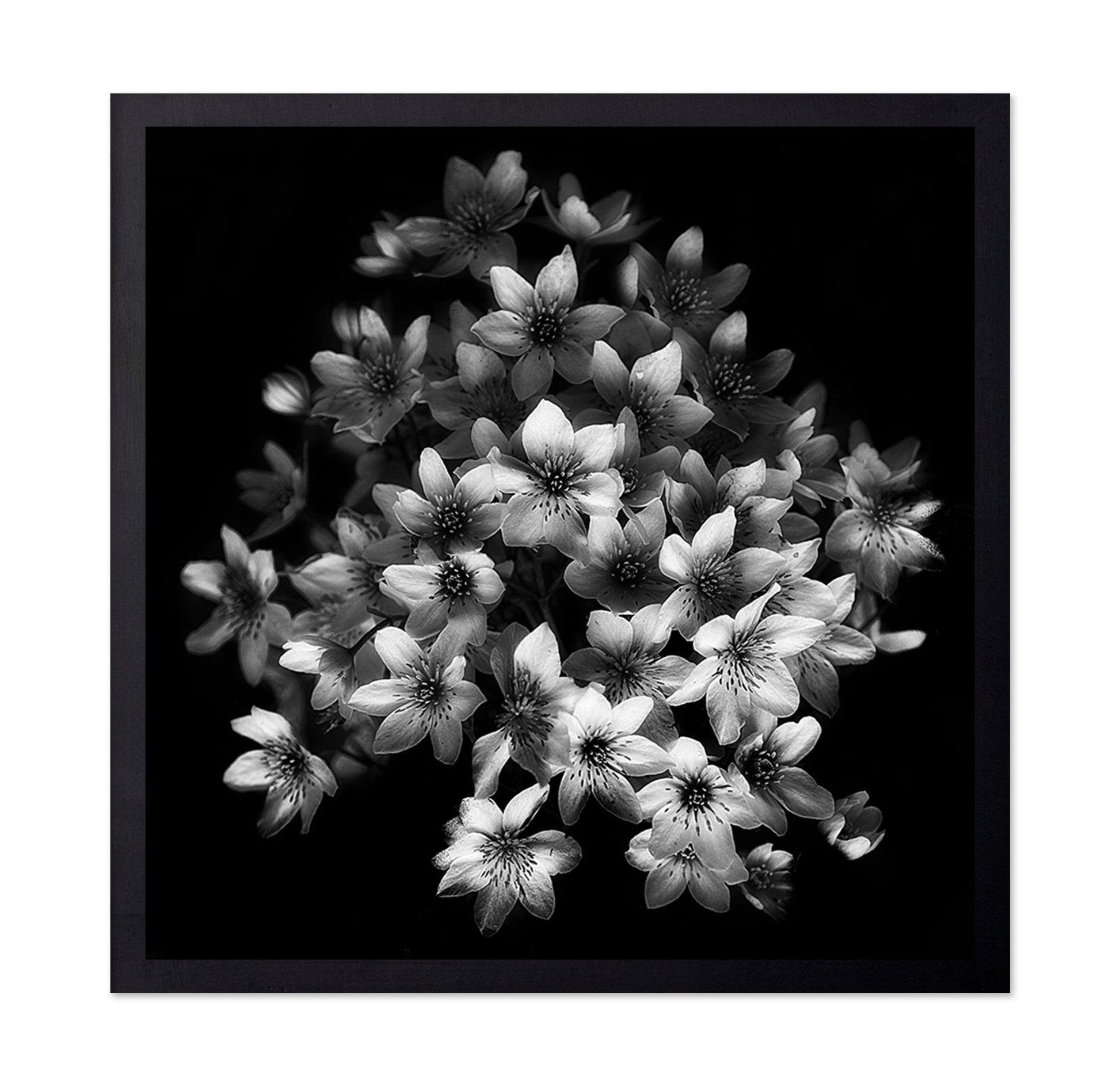 Monochrome Blossoms