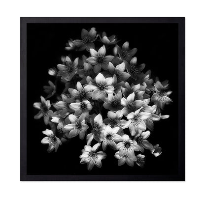 Monochrome Blossoms