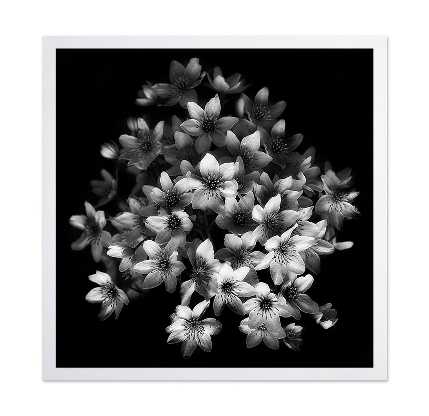 Monochrome Blossoms