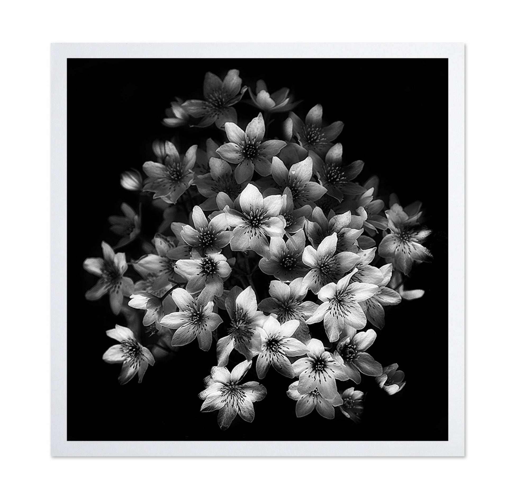 Monochrome Blossoms