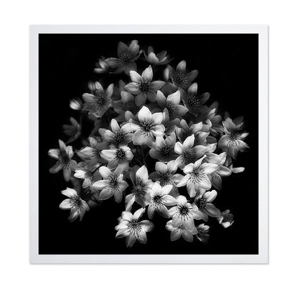 Monochrome Blossoms
