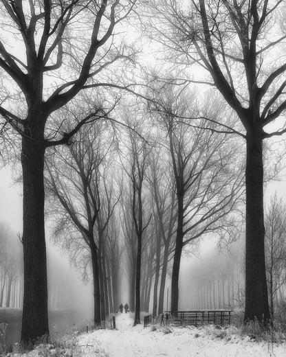 Winter Fog Walk