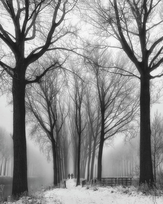 Winter Fog Walk