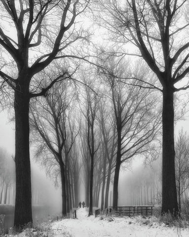 Winter Fog Walk