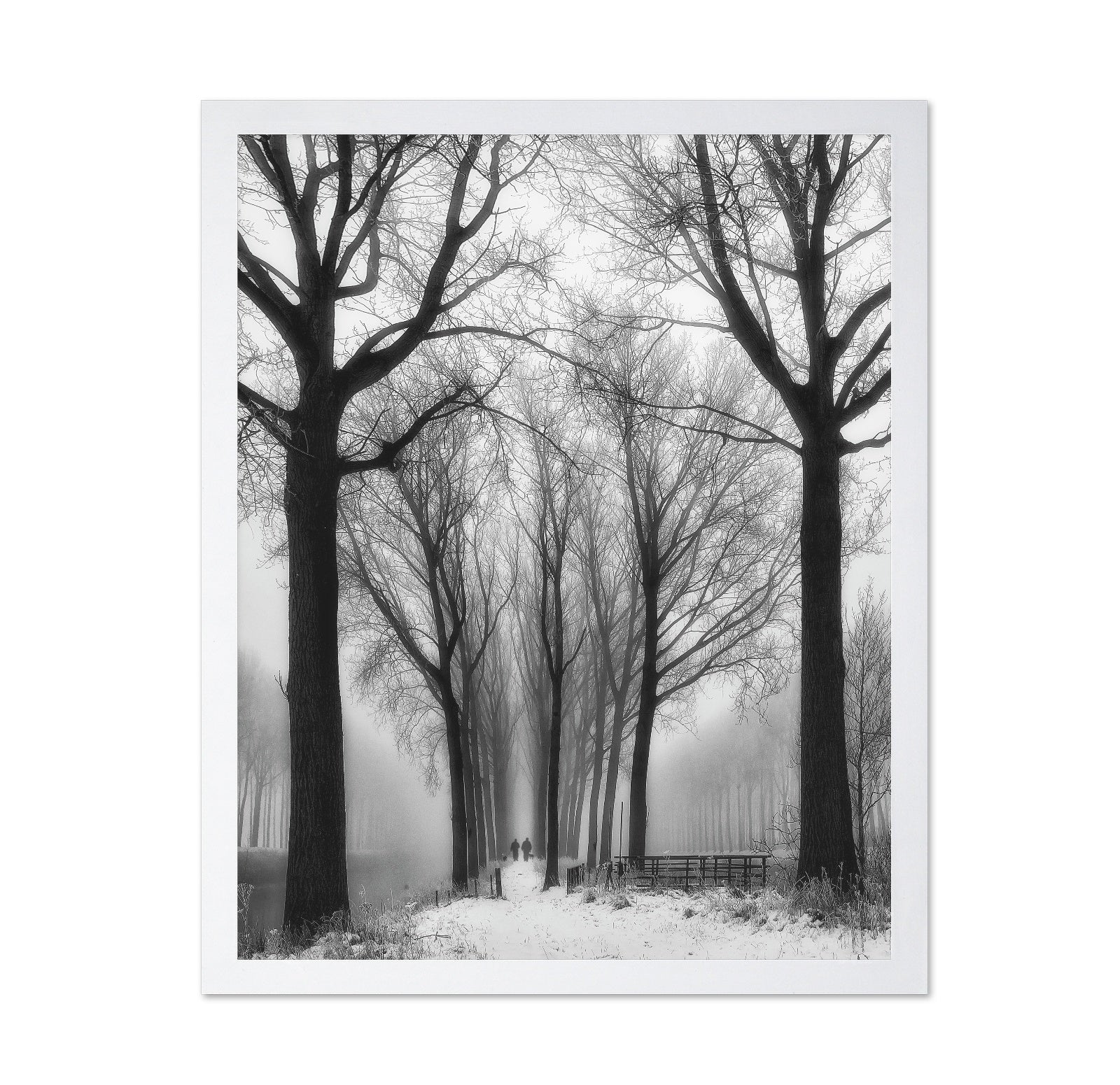 Winter Fog Walk