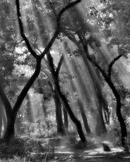 Forest Light Rays No3