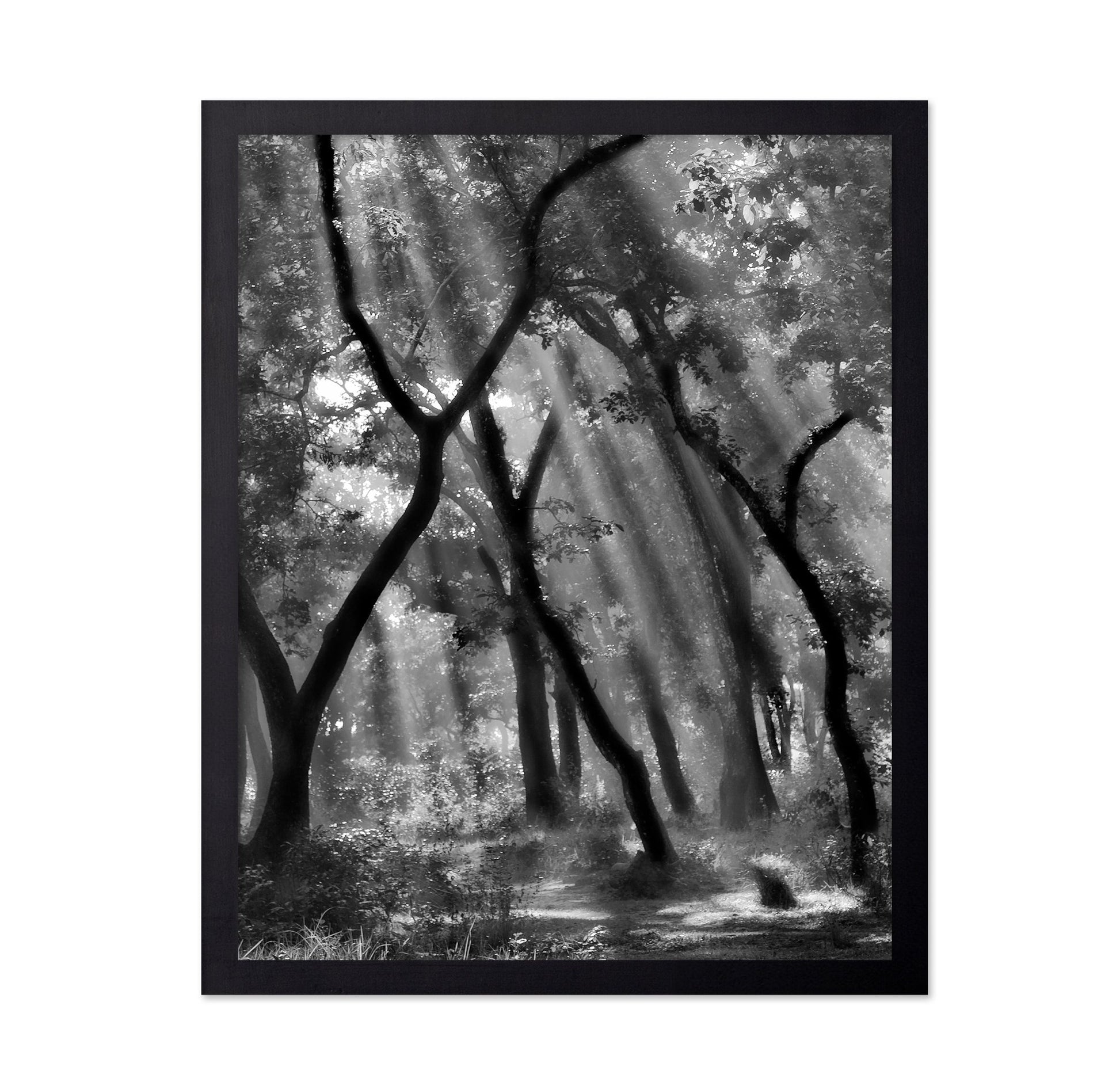 Forest Light Rays No3