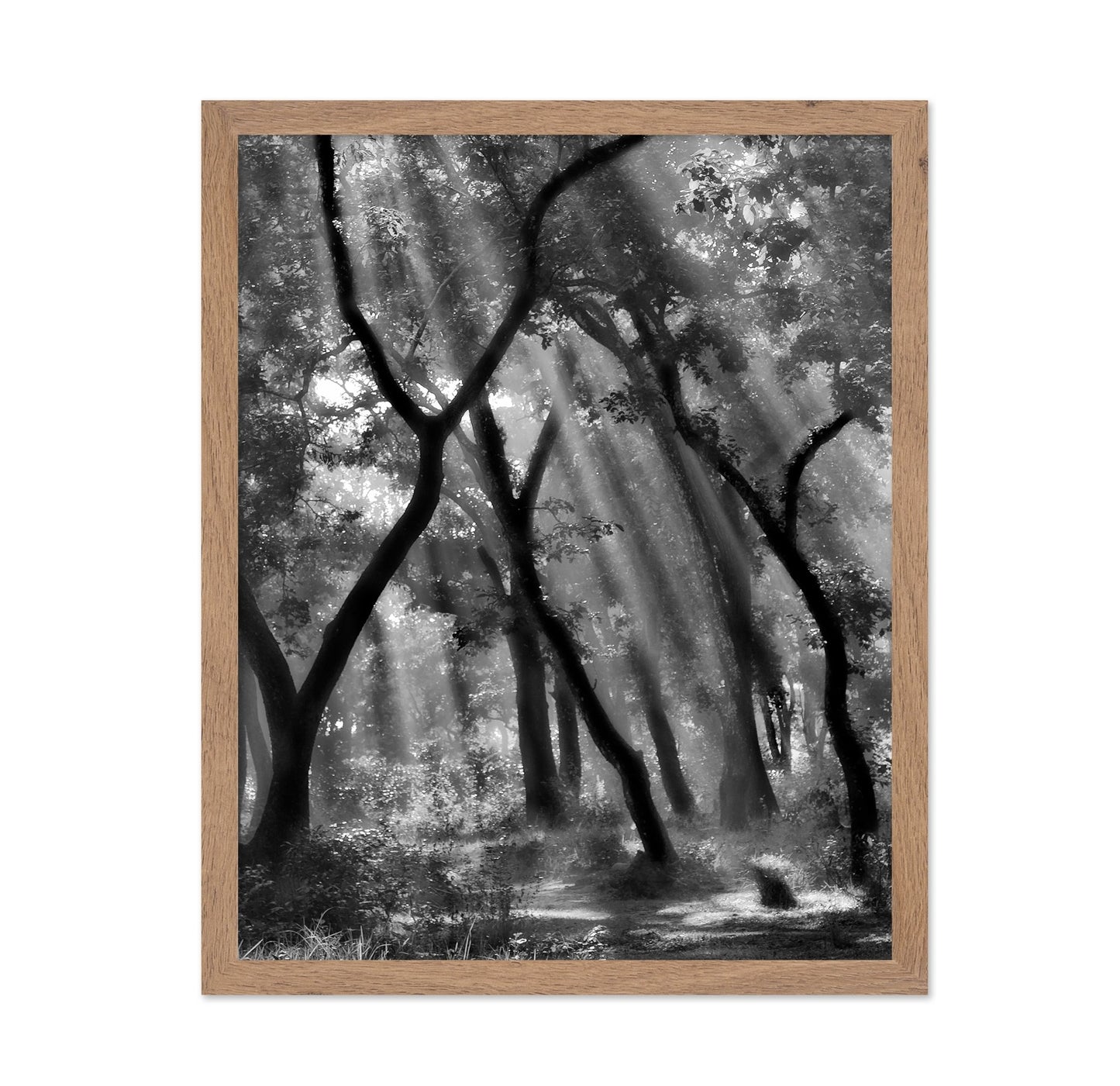 Forest Light Rays No3