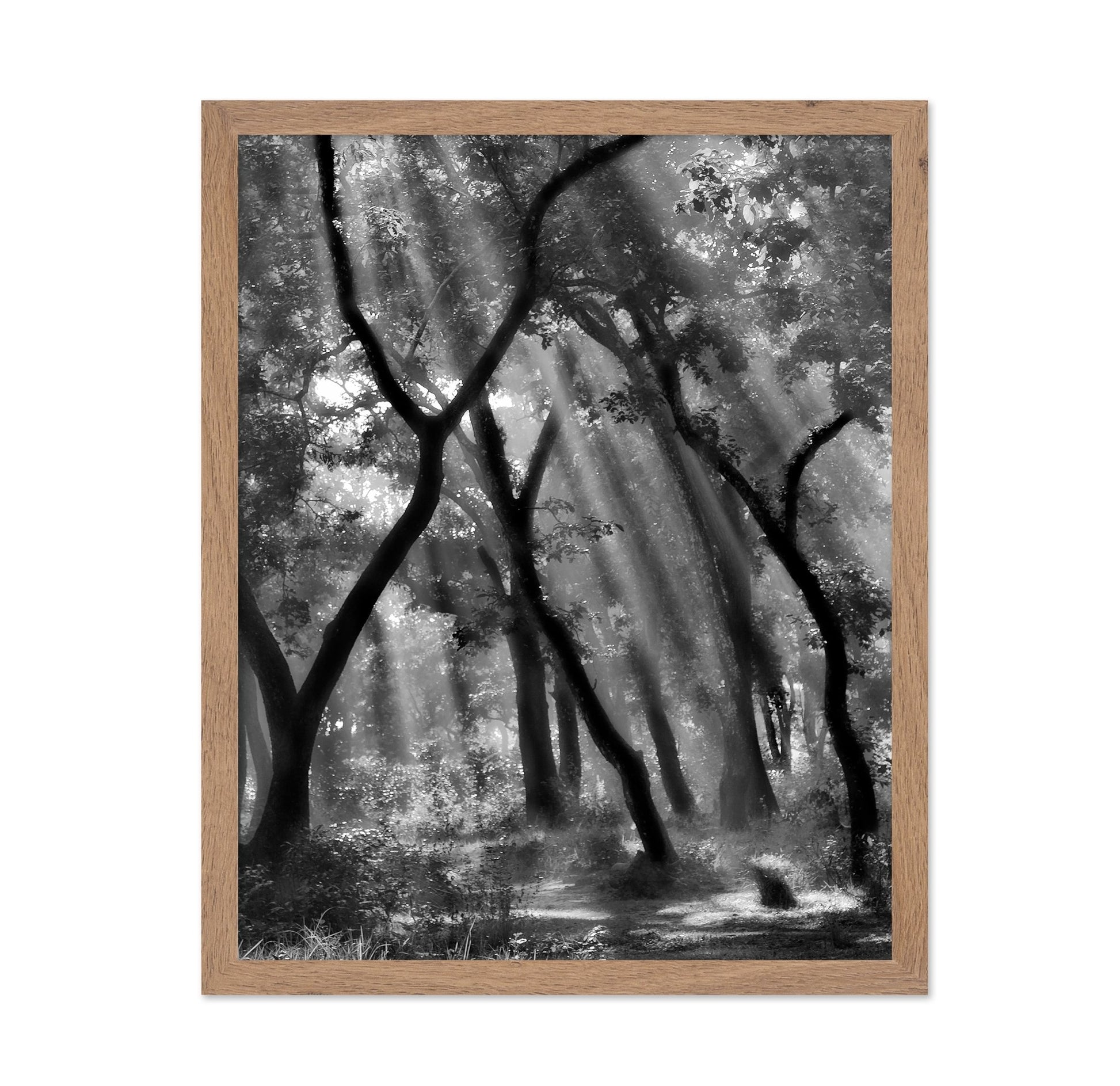 Forest Light Rays No3