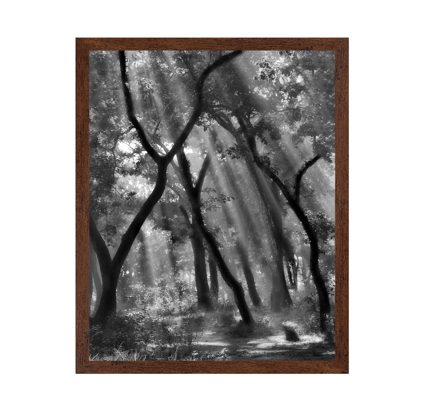 Forest Light Rays No3