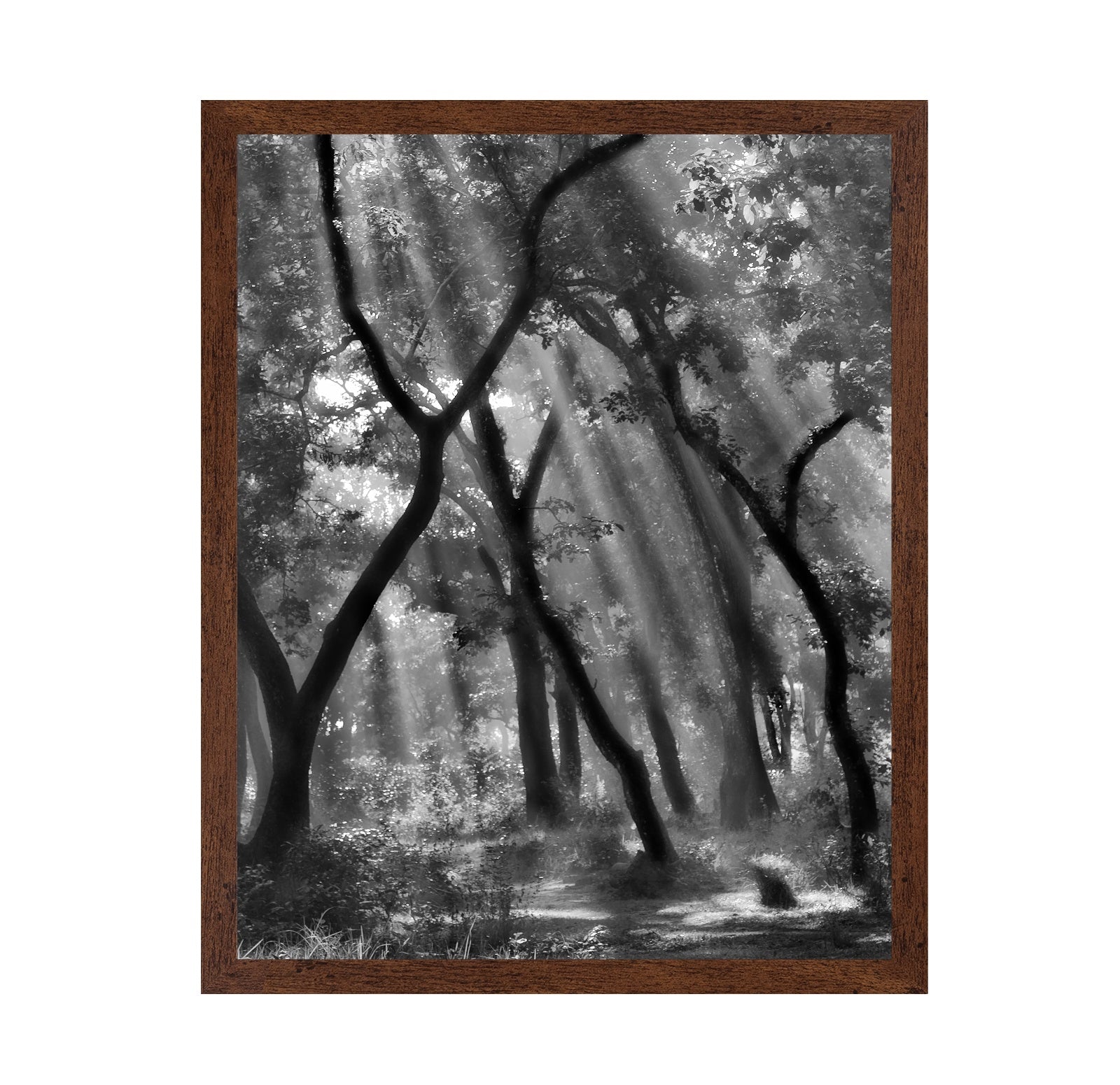 Forest Light Rays No3