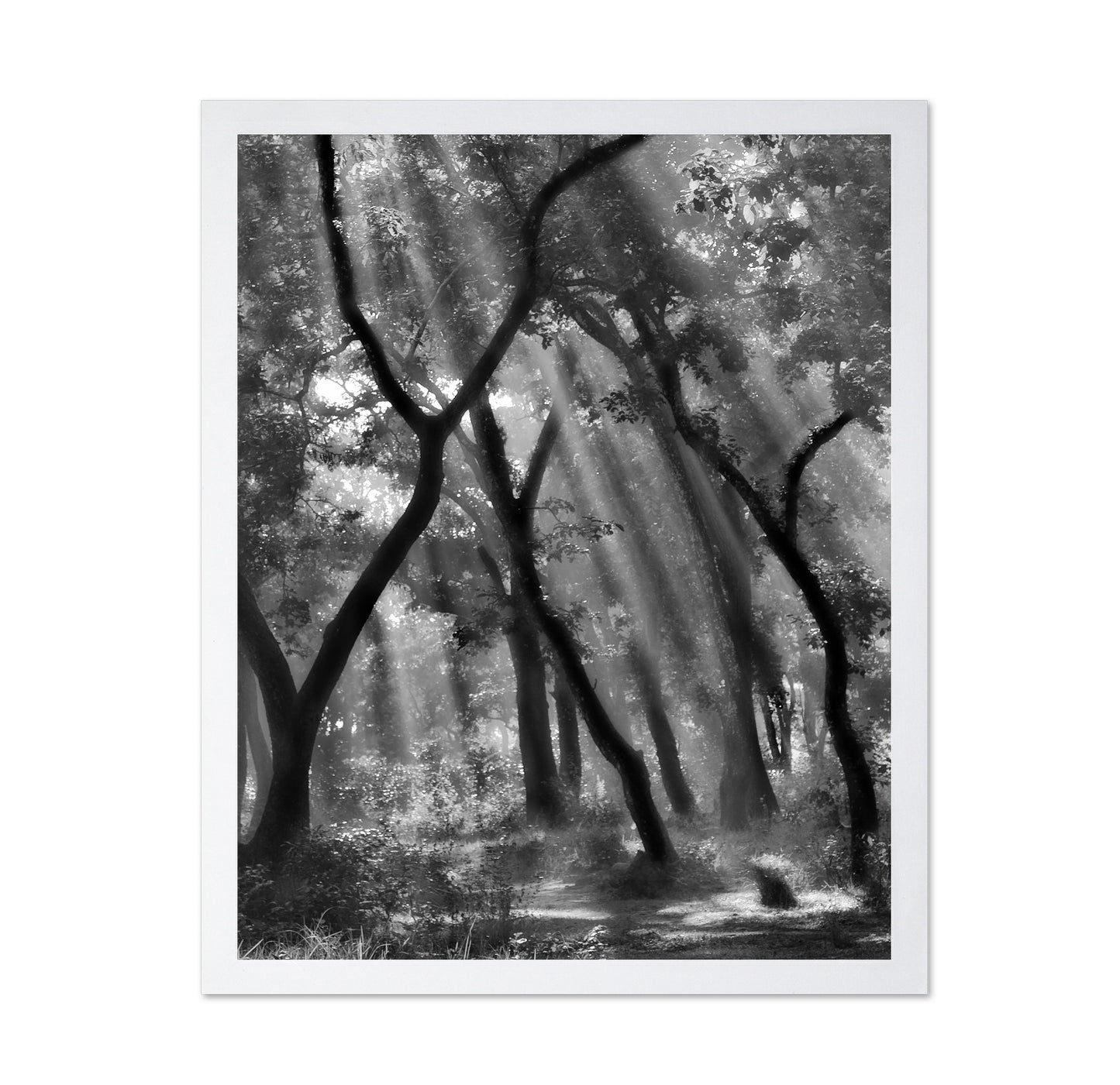 Forest Light Rays No3