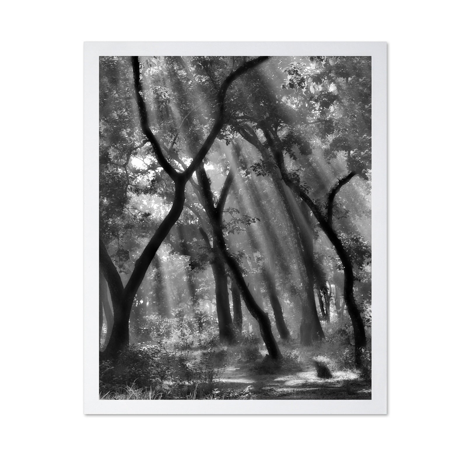 Forest Light Rays No3