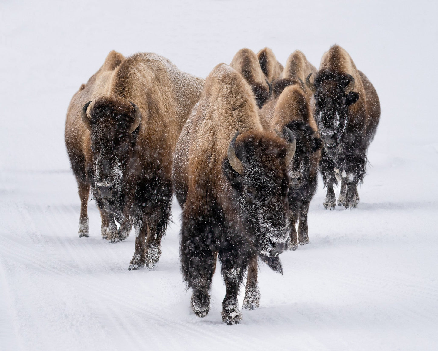 Snow Bison March