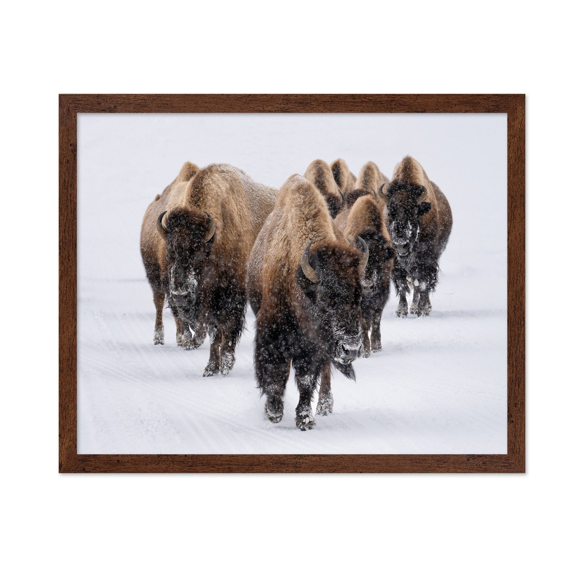 Snow Bison March