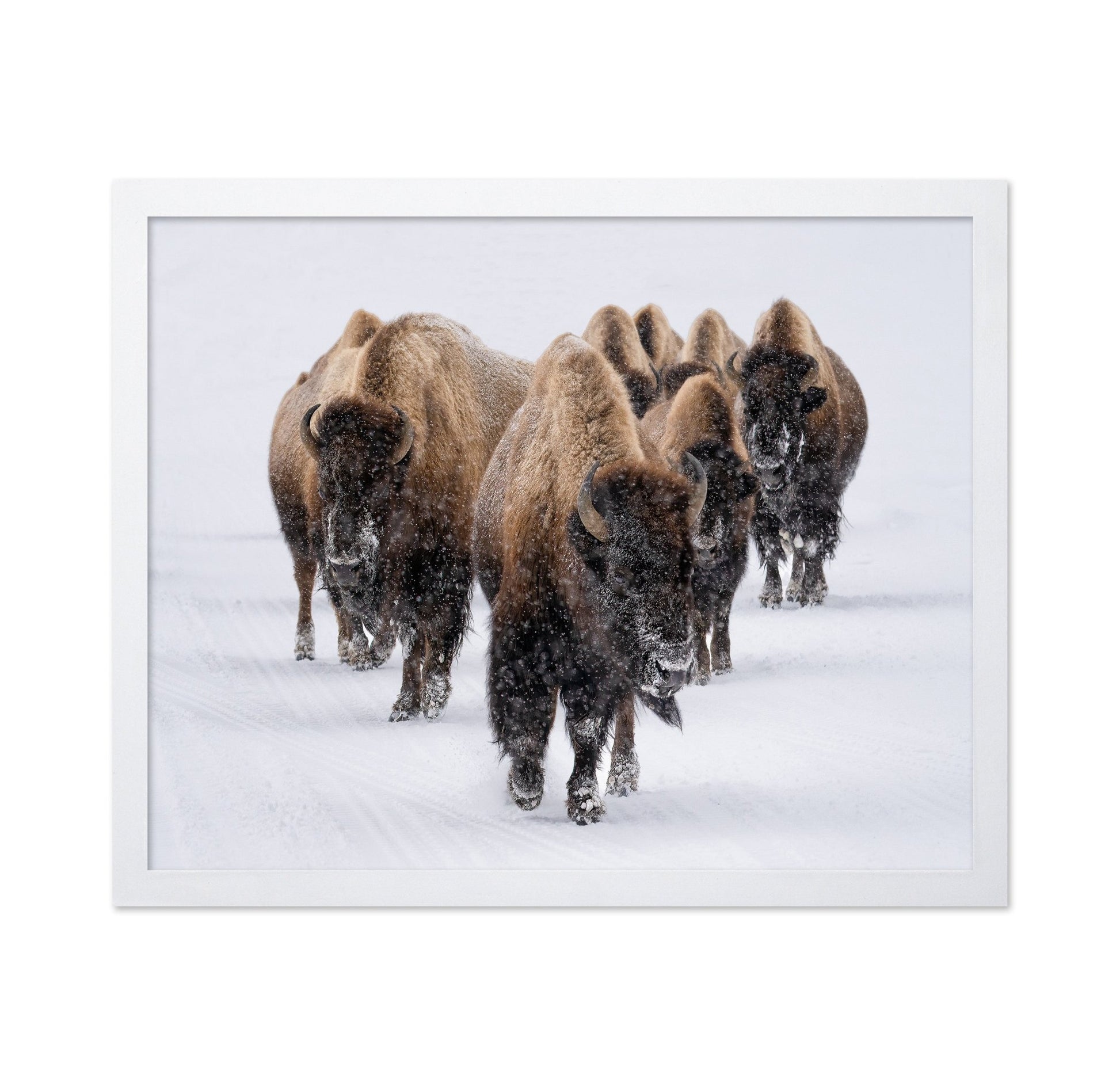 Snow Bison March