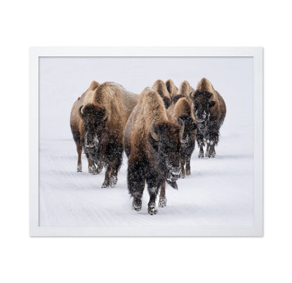 Snow Bison March