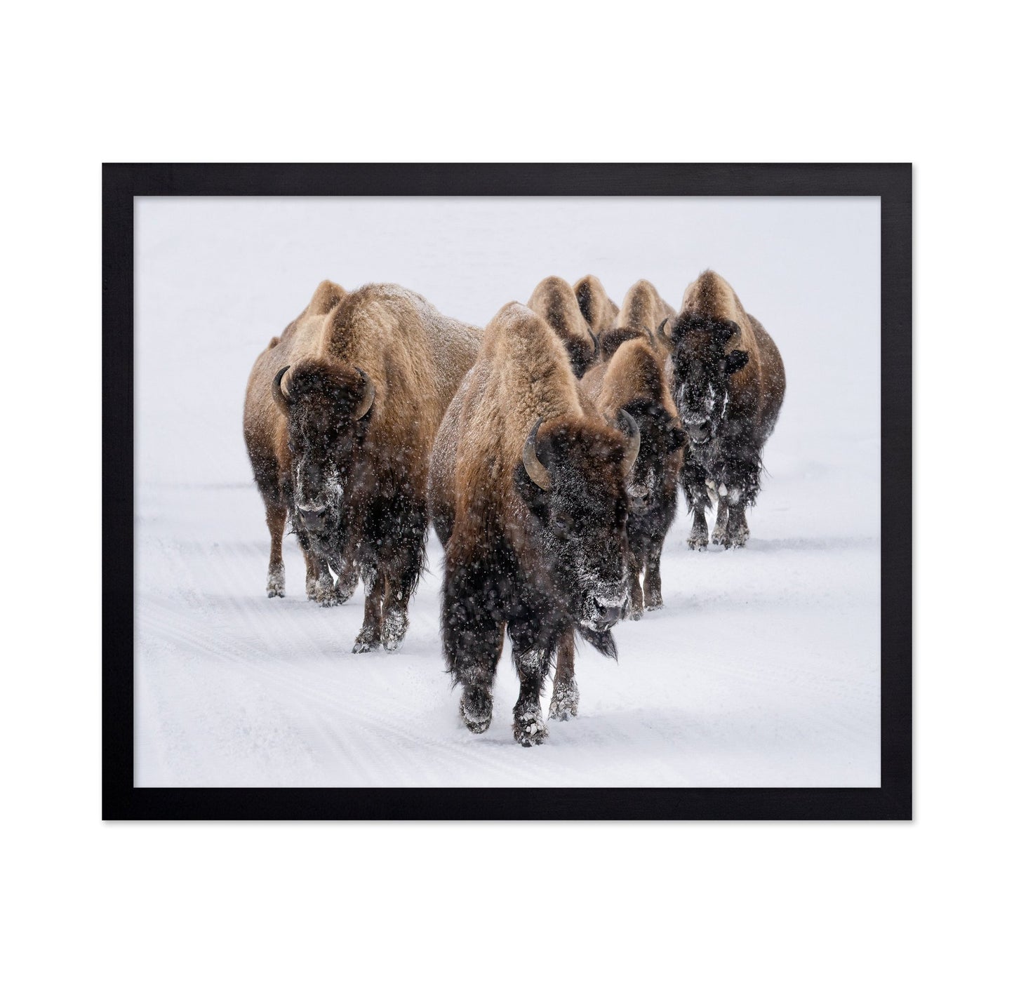 Snow Bison March