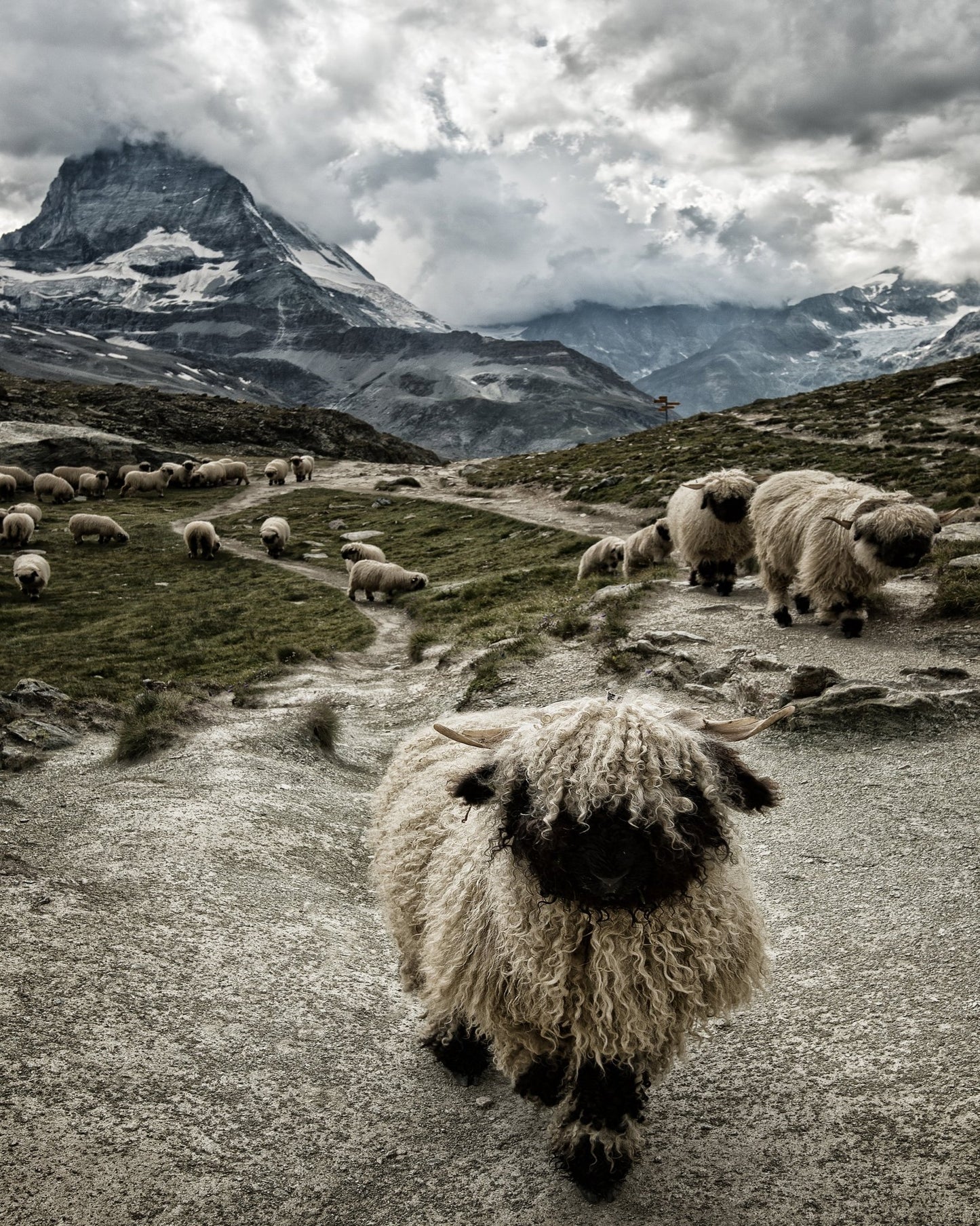 Mountain Sheep Trail