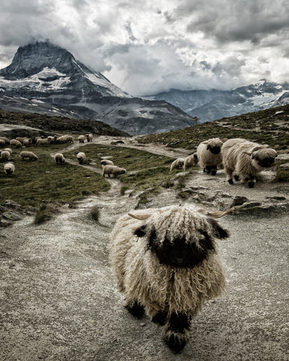 Mountain Sheep Trail